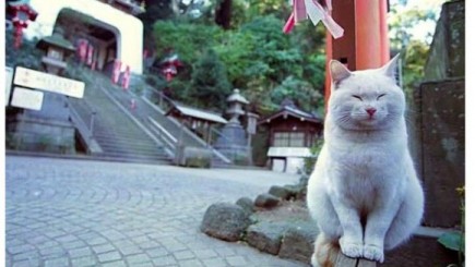 Um gato incrivelmente parecido com o Mestre Karin de Dragon Ball